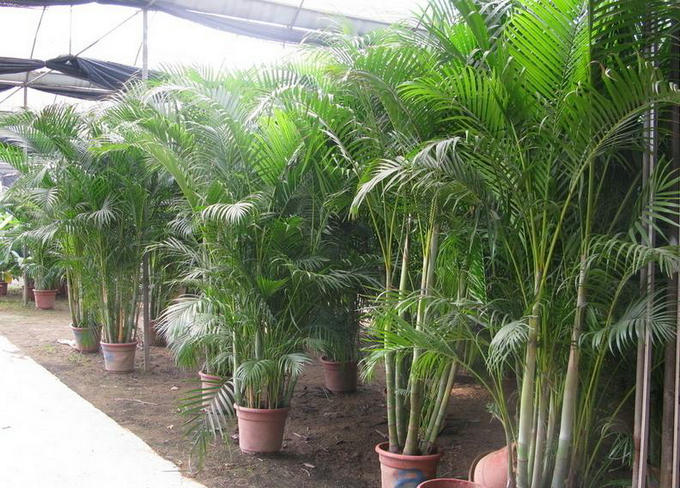 適合家里養的綠植有哪些